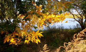 вересень